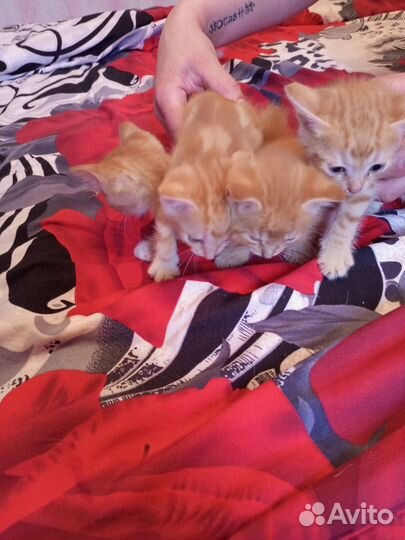 Отдам бесплатно животные