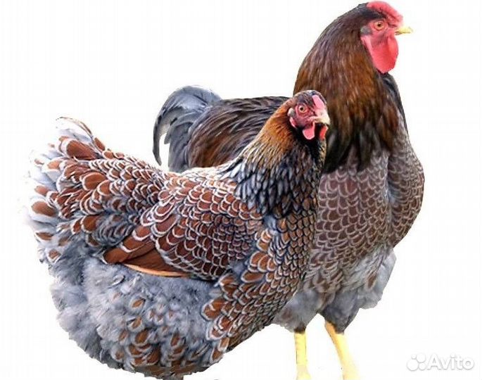 Виандот золото-голубо-окаймлённый