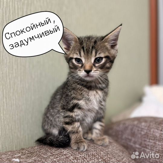 Котята ищут дом