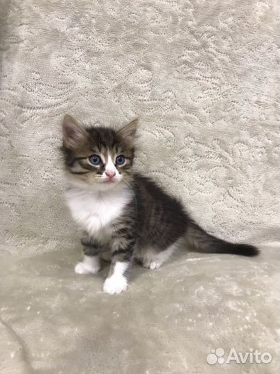 Красивые котятки, 1 мес девочки