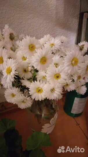 Хризантема