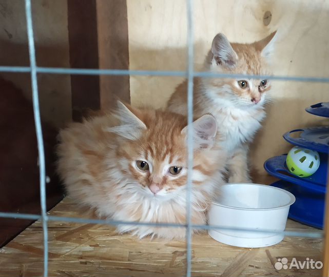 Передержка бездомных кошек