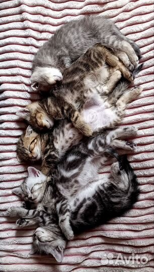 Британские котята