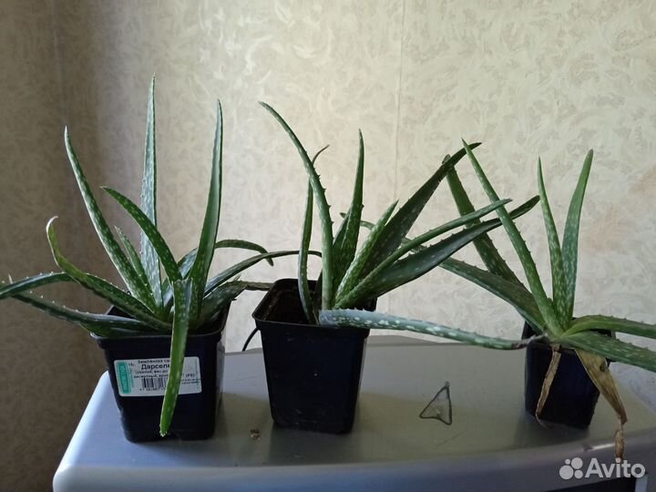 Алоэ пасхальник декабрист денежное дерево