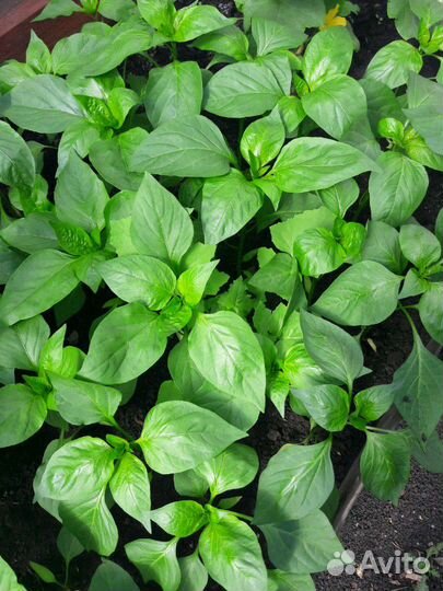 Рассада помидор (томатов)