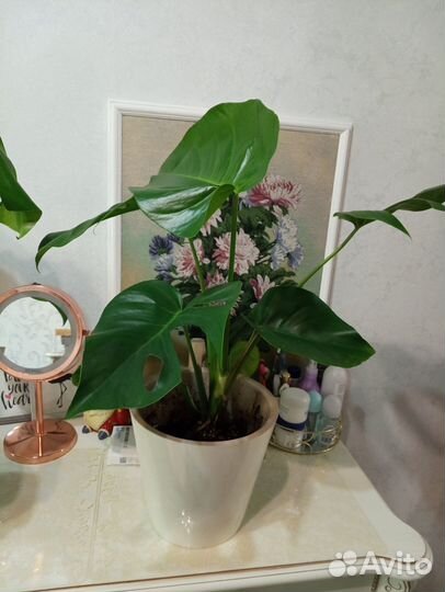 Комнатные цветы монстера