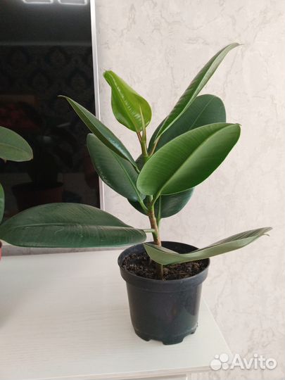 Комнатные растения