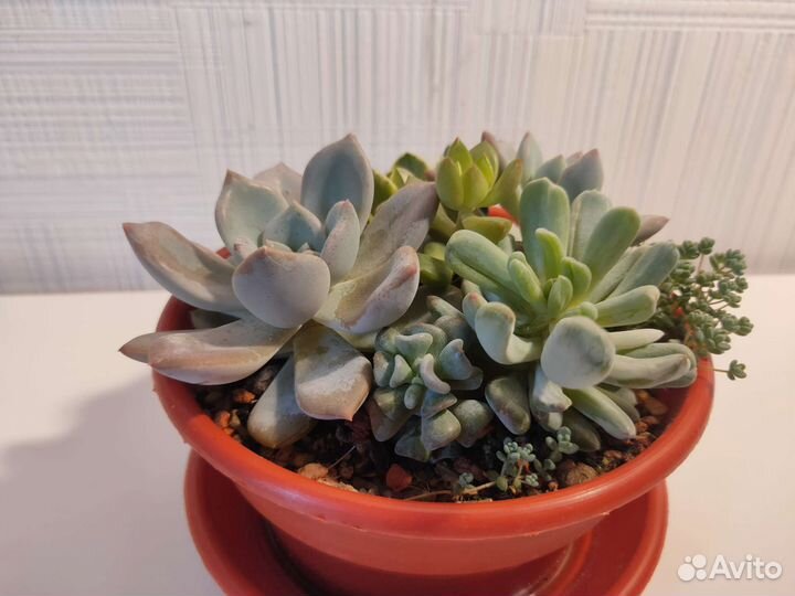 Флорариум из суккулентов