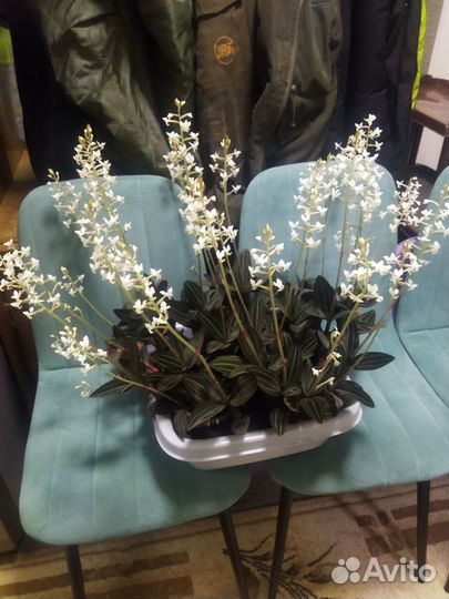 Орхидея лудизия