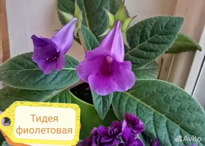 Глоксинии (сеянцы и верхушки), эписции