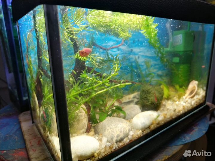 Аквариум, креветочник, идеальный подарок