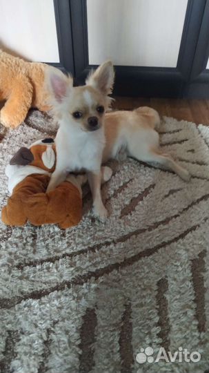 Вязка кобель чихуахуа