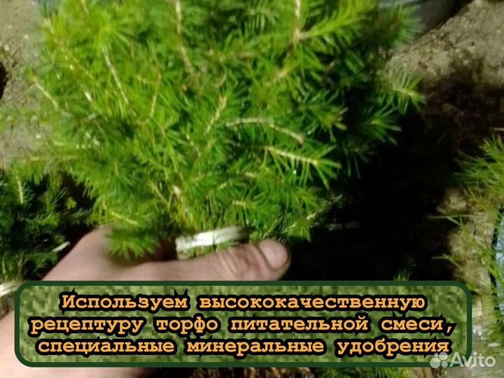 Сеянцы сосны и ели с окс для лесовосстановления