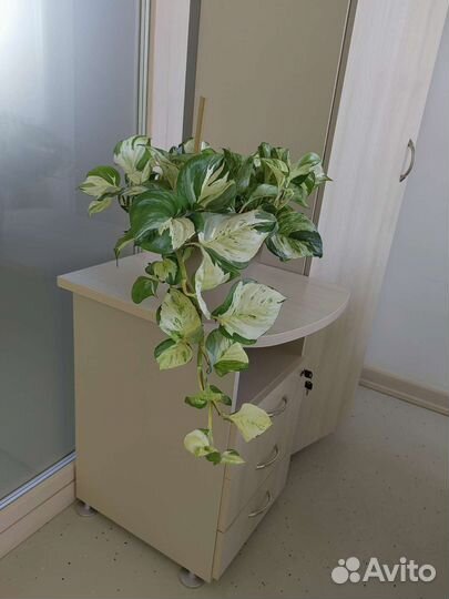 Сциндапсус Марбл Эпл