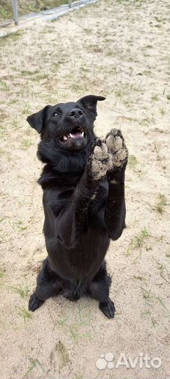 Кинолог.Дрессировка и воспитание собак
