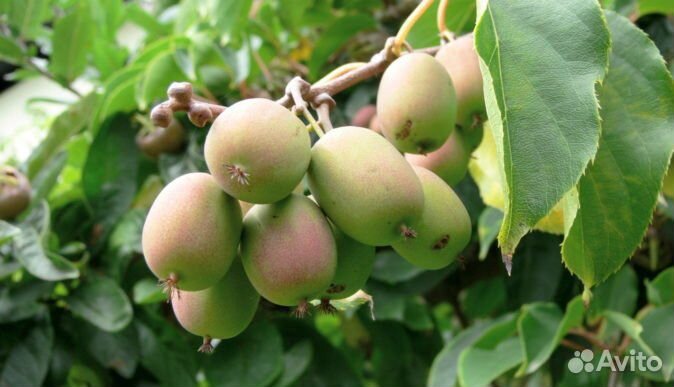 Актинидия аргута