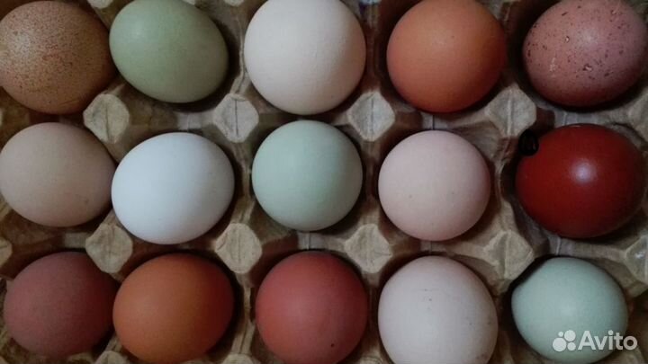 Домашние куриные яйца