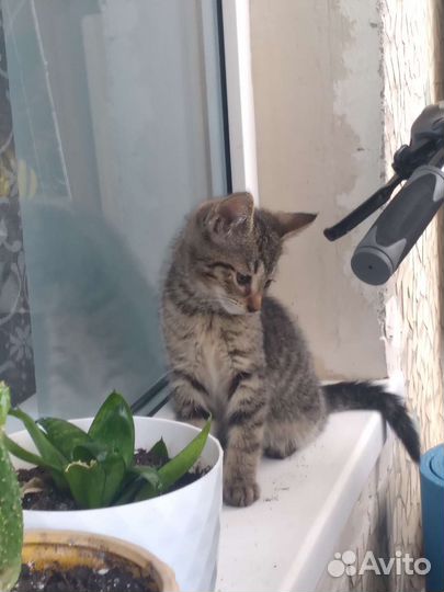 Малыш ищет дом