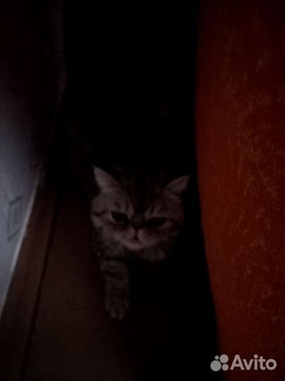 Персидский кот вязка