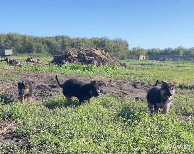 Немецкая овчарка