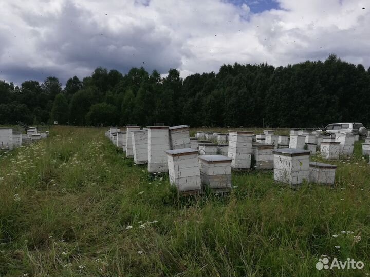 Мед таежный. Мед натуральный. Домашний свежий