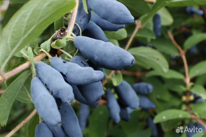 Саженцы жимолости