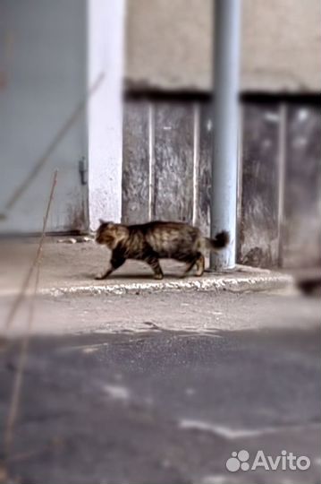 Кошки в добрые руки