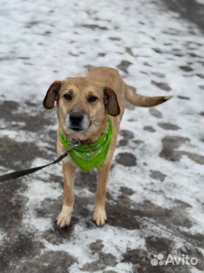 Собака в добрые руки