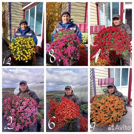 Черенки хризантемы мультифлора опт