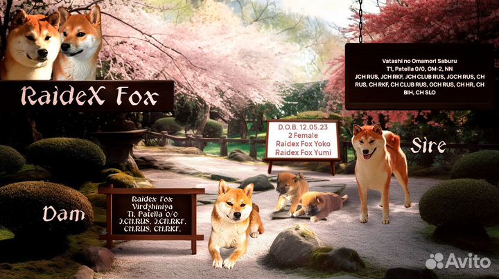 Щенки сиба ину