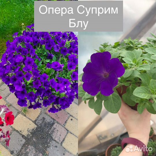 Петуния ампельная