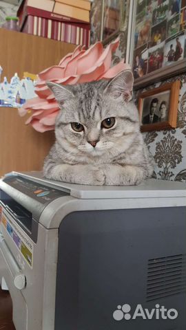 Кот на вязку (Скоттиш-страйт)