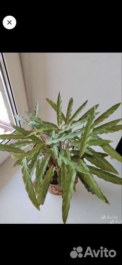 Калатея Руфибарба деленки