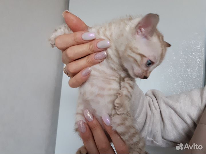 Бенгальские котята