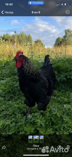 Петух помесной Яйцо Индоутки