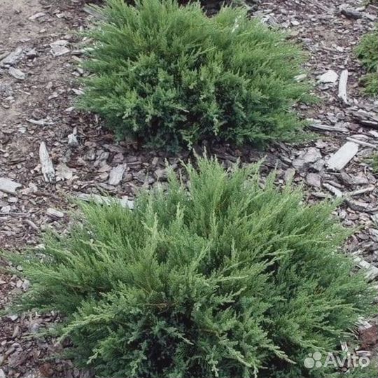 Туи шаровидные, стелющиеся можжевельники