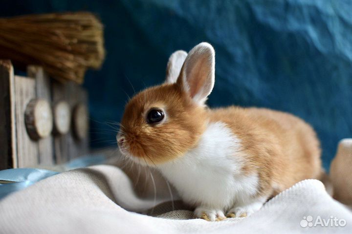 Питомник карликовых кроликов. Декоративные кролики