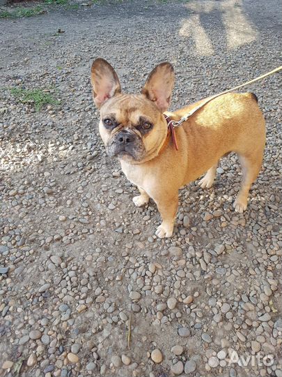 Щенки Французского бульдога