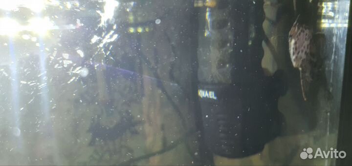 Аквариум уже с рыбками