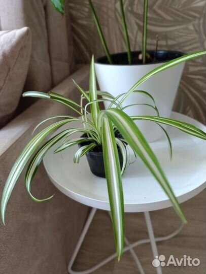 Хлорофитум