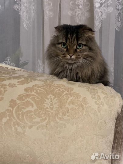 Вислоухая кошка в добрые руки