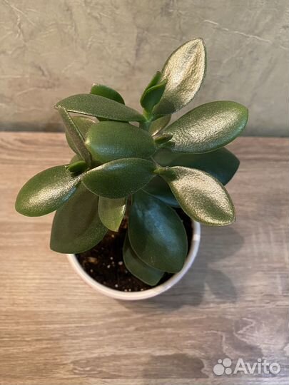 Денежное дерево (крассула)