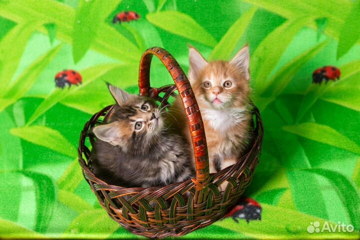 Котята мейн-кун