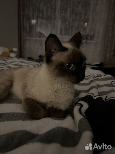 Найдена кошка