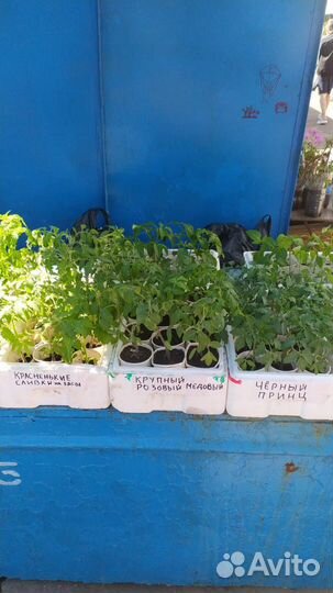 Рассада помидоры перец баклажаны