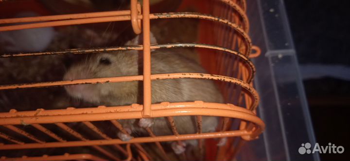 Мышь цветная декоративная