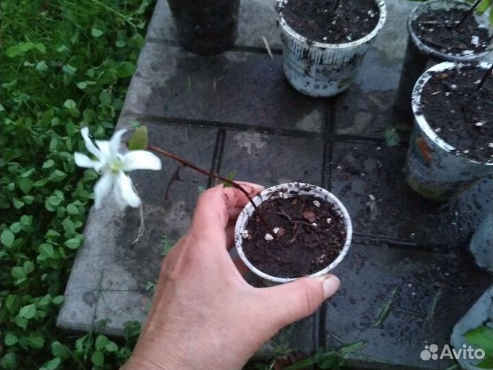 Дейция, чубушник венечный 