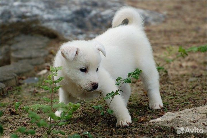 Бесплатно щенок