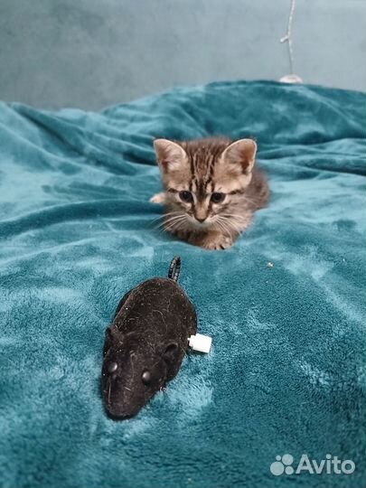 Котенок бесплатно