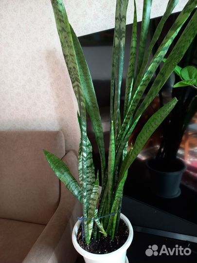 Сансивиерия